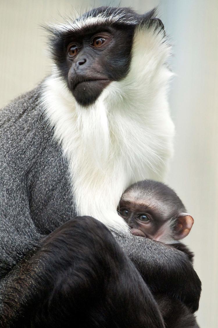 105.732 arter er truet af udryddelse, blandt dem Cercopithecus roloway-aben.
   Foto: Sebastien Bozon/Ritzau Scanpix