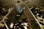 SF's fødevareordfører, Carl Valentin, kalder produktionen af den franske delikatesse foie gras »en af de allermest barabariske måder at producere fødevarer på«. Partiet ønsker et forbud mod at producere foie gras i hele EU. Foto: Bob Edme/Ritzau Scanpix