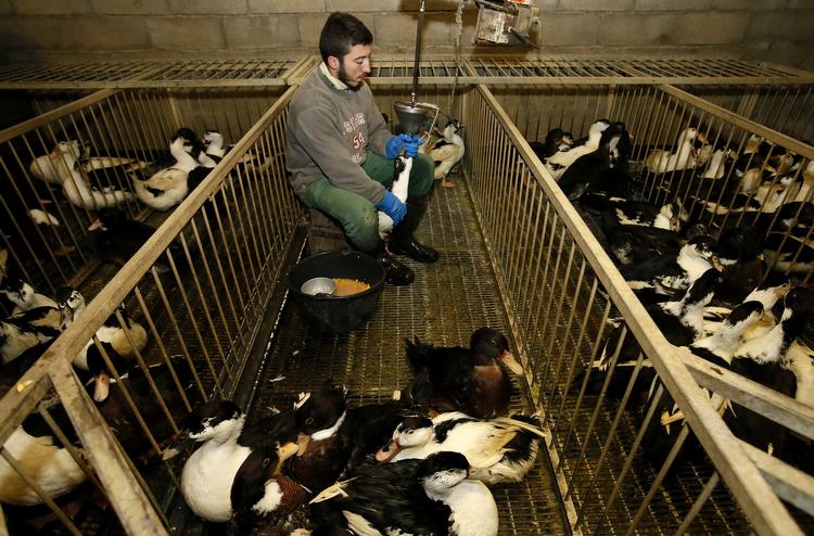 SF's fødevareordfører, Carl Valentin, kalder produktionen af den franske delikatesse foie gras »en af de allermest barabariske måder at producere fødevarer på«. Partiet ønsker et forbud mod at producere foie gras i hele EU. Foto: Bob Edme/Ritzau Scanpix