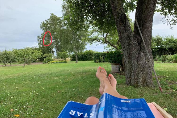 Illustration Lise Rønnebæk