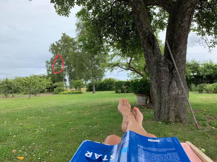 Illustration Lise Rønnebæk