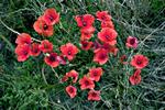 I år har Søren Ryge kunnet glæde sig over tusinder af selvsåede valmuer i sin blomsterhave.   Foto: Hanne Boock/POLFOTO