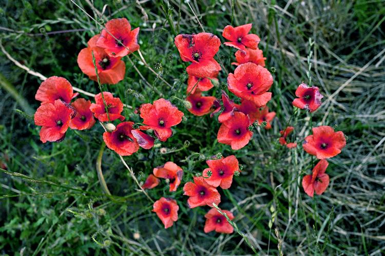 I år har Søren Ryge kunnet glæde sig over tusinder af selvsåede valmuer i sin blomsterhave.   Foto: Hanne Boock/POLFOTO