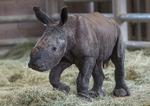 Det lille næsehorn af hankøn kom til verden ved hjælp af kunstig befrugtning. Senere i år ventes endnu et næsehorn at blive født efter kunstig hjælp. Foto: Ken Bohn/Ritzau Scanpix