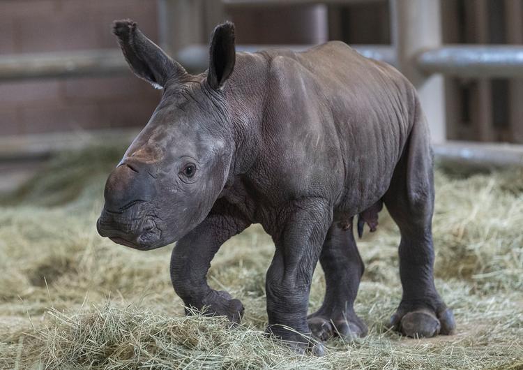 Det lille næsehorn af hankøn kom til verden ved hjælp af kunstig befrugtning. Senere i år ventes endnu et næsehorn at blive født efter kunstig hjælp. Foto: Ken Bohn/Ritzau Scanpix