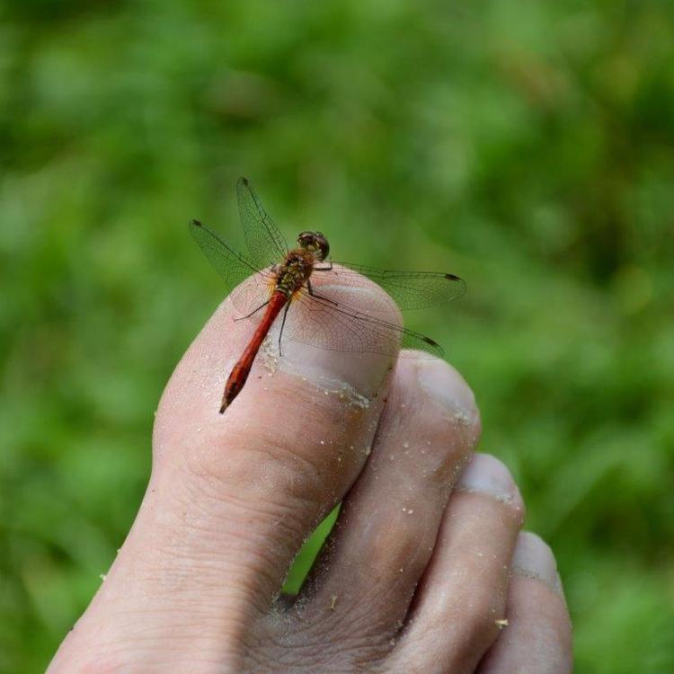 Ferieafslapning er, når en guldsmed kan finde ro på éns storetå ved Ivösøen i Skåne. Foto: Bjørn Johansen