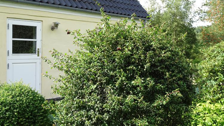 Hvem skulle tro, at sådan en anonym mirabellebusk er den rene døgnkiosk for småfugle og sommerfugle – bare fordi den er fyldt med bladlus.
 

 Foto: Jens Ryge Petersen 