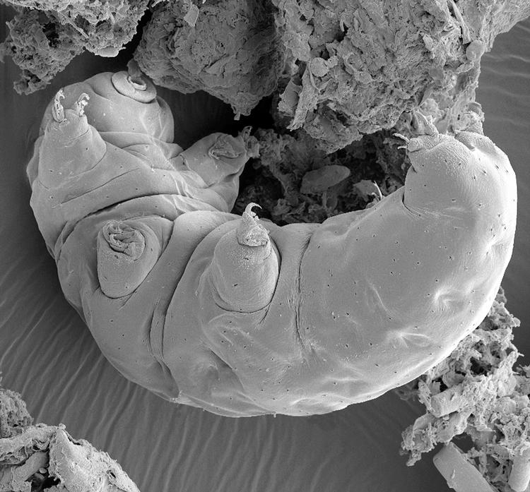 Bjørnedyr, også kaldt tardigrade, kan blive op til 1 mm store. og kan overleve under de mest ekstreme forhold. Foto: Steve Gschmeissner/science Photo/Ritzau Scanpix