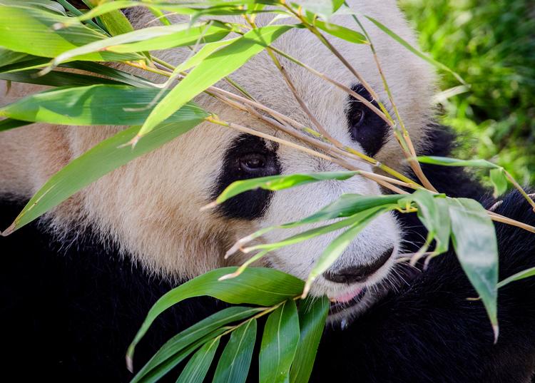 Kina stillede store og detaljerede krav, inden Zoo i København kunne få lov til at låne de to pandaer, Xing Er og Mao Sun.
   Arkivfoto Jonas Olufson