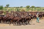 Mbororo-folket har altid levet i symbiose med naturen omkring Tchad-søen. Men tørke og oversvømmelser skaber store konflikter for folket. Foto: Nigel Pavitt/Ritzau Scanpix