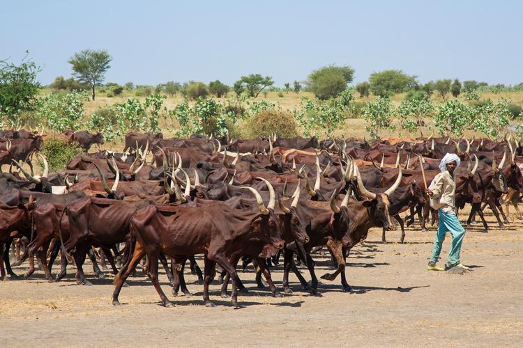 Mbororo-folket har altid levet i symbiose med naturen omkring Tchad-søen. Men tørke og oversvømmelser skaber store konflikter for folket. Foto: Nigel Pavitt/Ritzau Scanpix