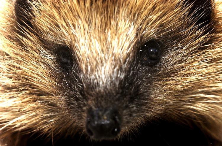 
 Normalt hører men ikke meget til pindsvin. Men det ændrer sig, når de har sex.
   Arkivfoto Casper Balslev