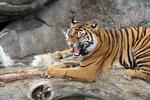 Foto: Aalborg Zoo