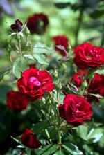 
    Den mørkerøde Ingrid Bergman rose er med sin blomsterrigdom en populær haverose. Foto: Thomas Borberg (arkivfoto)/POLFOTO