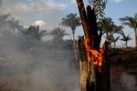 Alene den seneste uger er der registreret 9.500 skovbrande i Amazonas.  Foto: Bruno Kelly/Ritzau Scanpix