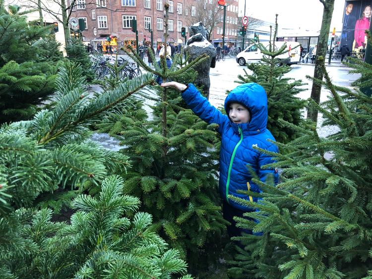 Den dag i december, hvor vi henter årets juletræ, er en af de mange fikspunkter i juletiden, vi ser frem til med længsel hvert år.  Foto: Charlotte Branner