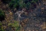 Skovbrande og skovrydning i Amazonas har tiltrukket sig stor opmærksomhed i hele verden. Nu takker Brasilien nej til G-7 ledernes økonomiske håndsrækning til brandslukningen.  Foto: Lula Sampaio/Ritzau Scanpix