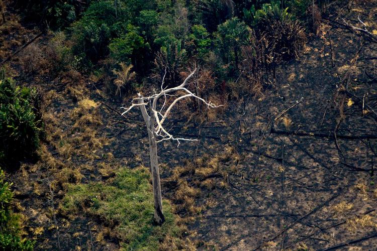 Skovbrande og skovrydning i Amazonas har tiltrukket sig stor opmærksomhed i hele verden. Nu takker Brasilien nej til G-7 ledernes økonomiske håndsrækning til brandslukningen.  Foto: Lula Sampaio/Ritzau Scanpix