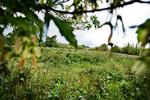 
    
  Haven er er et stykke jord, hvor de dyrkede og de vilde planter danner livsgrundlag for alskens insekter og utøj.  Foto: Ilan Brender/POLFOTO