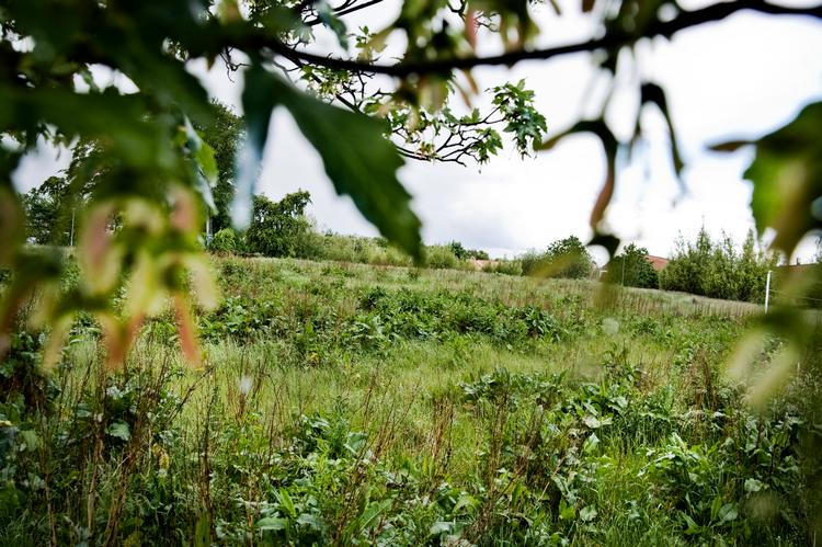 
    
  Haven er er et stykke jord, hvor de dyrkede og de vilde planter danner livsgrundlag for alskens insekter og utøj.  Foto: Ilan Brender/POLFOTO