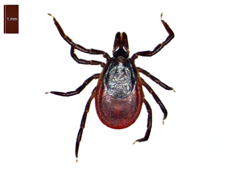 En tredje mand er blevet smittet med den flåt-overførte sygdom centraleuropæisk hjernebetændelse (TBE). Foto: Bristol University