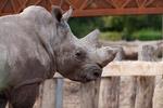 Næsehornet tabte 300-400 kilo over tre uger som følge af sin sygdom.  Foto: Zoo