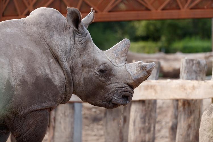 Næsehornet tabte 300-400 kilo over tre uger som følge af sin sygdom.  Foto: Zoo