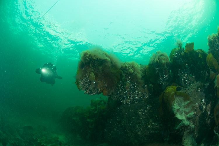 Mens vraget af flagskibet 'Dannebrog'  blev sprængt i stumper og stykker i 1801, ligger 'Sværdfisken' og andre af slagets skibe i næsten komplet stand med kanoner på dækket længere ude i Øresund.  Foto: Morten Beier 