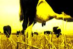 yellow_cow