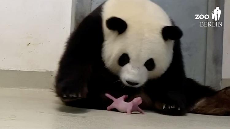 En af pandaerne i Berlins zoo, Meng-Meng, med en af de to nyfødte pandaer.
   Foto: 2019 Zoo Berlin/Ritzau Scanpix