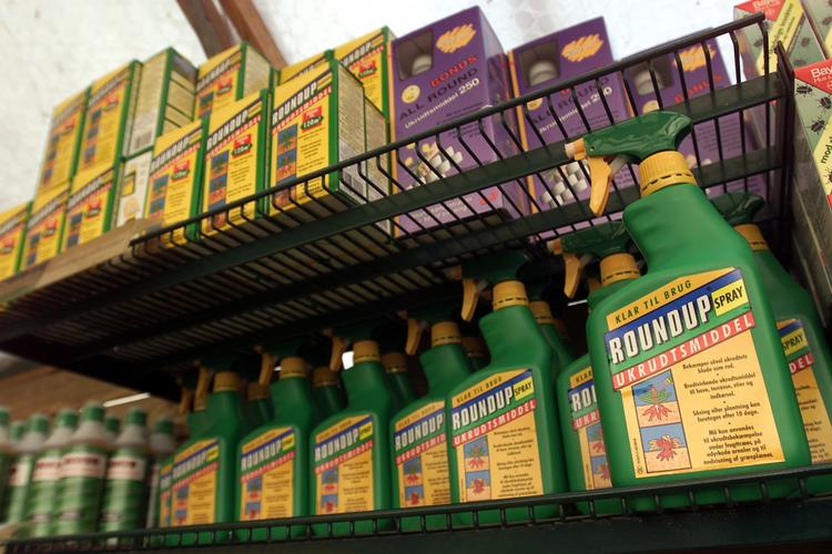 Roundup er mange haveevejeres foretrukne værn mod ukrudt. (arkiv) Foto: Jens Dresling/POLFOTO