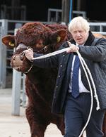 Boris Johnson på besøg i Skotland, hvor han bl.a. mødte en tyr. Andrew Milligan/Pool via REUTERS Foto: Pool/Ritzau Scanpix