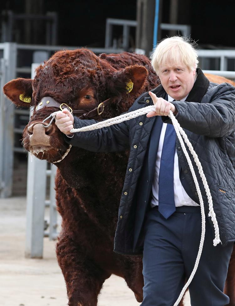 Boris Johnson på besøg i Skotland, hvor han bl.a. mødte en tyr. Andrew Milligan/Pool via REUTERS Foto: Pool/Ritzau Scanpix