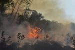 60 procent af regnskoven ligger i Brasilien, og antallet af skovbrande i den brasilianske del af Amazonas er steget markant i år.  Foto: Lucas Landau/Ritzau Scanpix