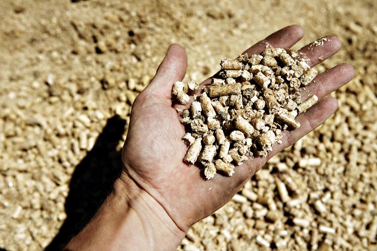 Pynter Danmark på sit CO2-regnskab? Ser det pænere ud, end det egentlig er, fordi vi har besluttet os for, at afbrænding af træ er en CO2-neutral energikilde? Professor og hovedforfatter fra FN's klimapanel, Daniel Kammen, kalder det for 'klimasvindel.  Foto: Thomas Borberg/POLFOTO