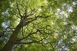 
Internationale klimaeksperter kritiserer Danmark for at sminke kllimaregnskabet, fordi det ikke tager højde for afbrændingen af træ.  Foto: Laura Bisgaard Krogh