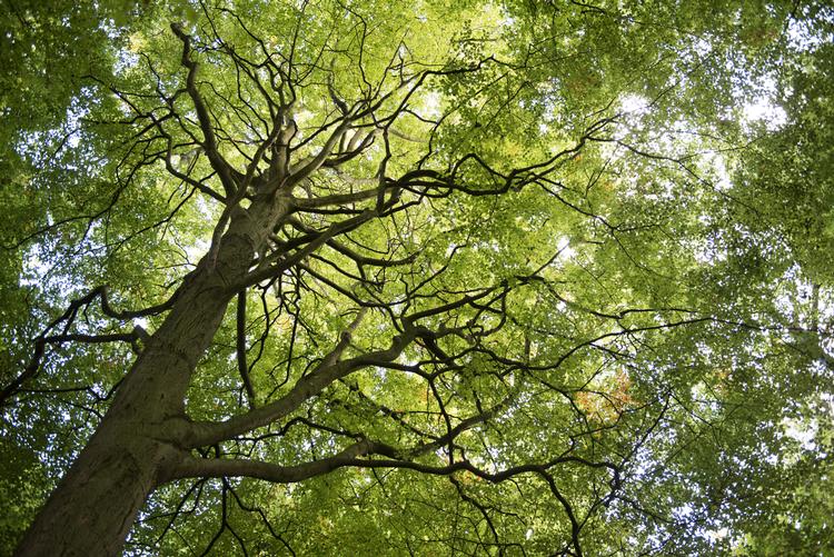 
Internationale klimaeksperter kritiserer Danmark for at sminke kllimaregnskabet, fordi det ikke tager højde for afbrændingen af træ.  Foto: Laura Bisgaard Krogh