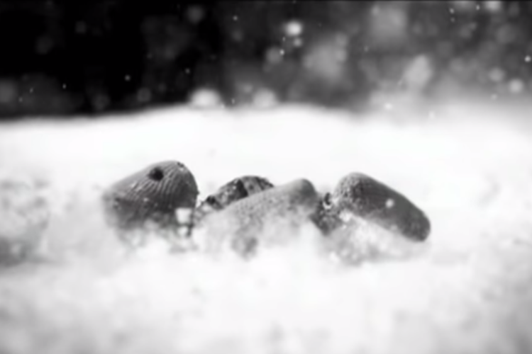 Antichrist bamse i sneen