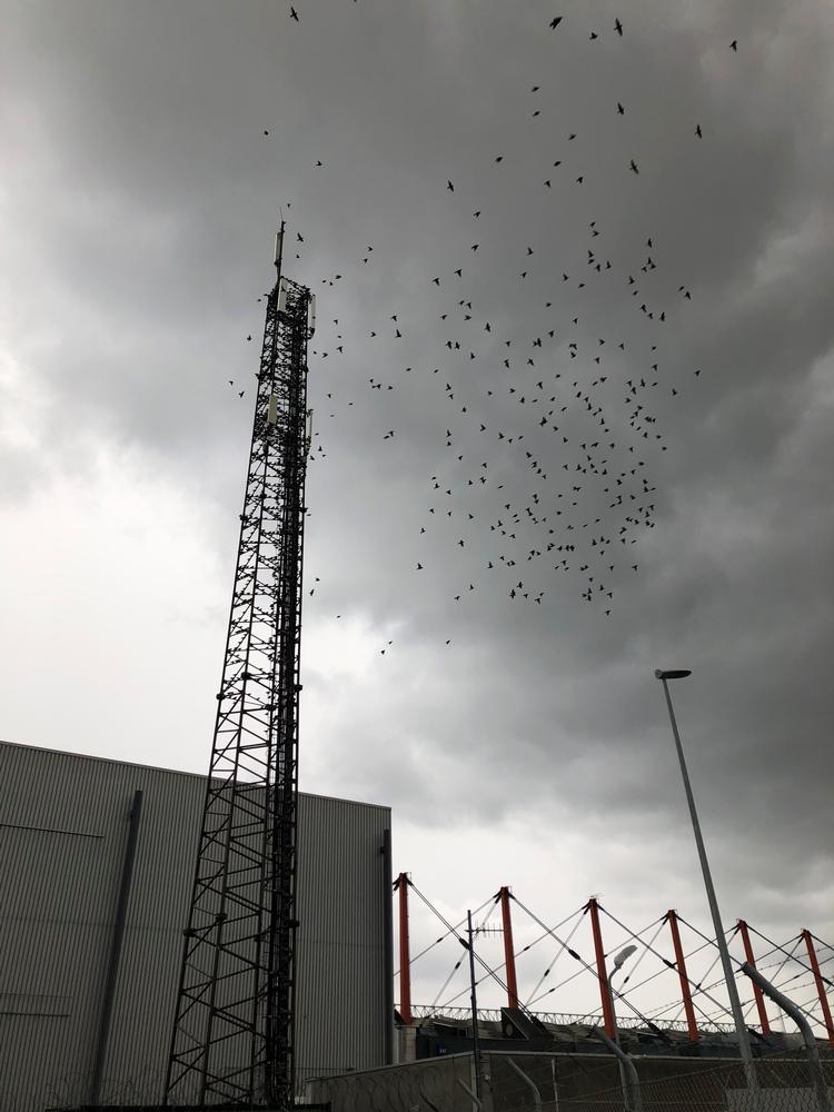 Man skal til Vadehavet for at opleve sort sol, men ved en mast i den nordlige del af lufthavnen kan man opleve en sort prut. Og jo, de tunge skyer på billedet indeholdt et rigtig pænt regnskyl. Foto: Annette Nyvang