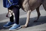 Siden tirsdag er der blevet rapporteret fem nye tilfælde af norske hunde som er ramt af mystisk sygdom. Alle hundene har symptomer som blodig diarré og opkast (Arkivfoto) Foto: Emma Sejersen/POLFOTO