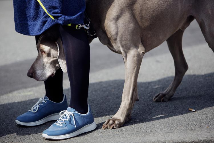 Siden tirsdag er der blevet rapporteret fem nye tilfælde af norske hunde som er ramt af mystisk sygdom. Alle hundene har symptomer som blodig diarré og opkast (Arkivfoto) Foto: Emma Sejersen/POLFOTO