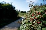
   Man kan plante vilde brombær ved at grave rodskud op. Men vilde brombær har det med at brede sig meget.
   Foto: Jens Dresling/POLFOTO