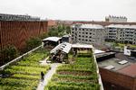 Efter næsten et års usikkerhed om fremtiden for den berømte tagfarm ØsterGro i København, lyder kommunens melding nu, at den nu er »tæt på at være reddet«. Foto: Lasse Kofod/POLFOTO