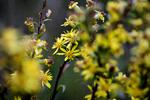 
    Et par gode bøger om flora kan hjælpe med at identificere både vilde og dyrkede vækster.
   Foto: Sara Galbiati/POLFOTO