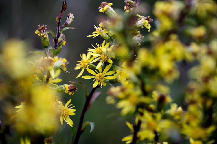 
    Et par gode bøger om flora kan hjælpe med at identificere både vilde og dyrkede vækster.
   Foto: Sara Galbiati/POLFOTO