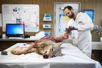 Ulven blev undersøgt på DTU Veterinærinstitut i København efter at den var blevet skudt.  Foto: Gregers Tycho/RITZAU