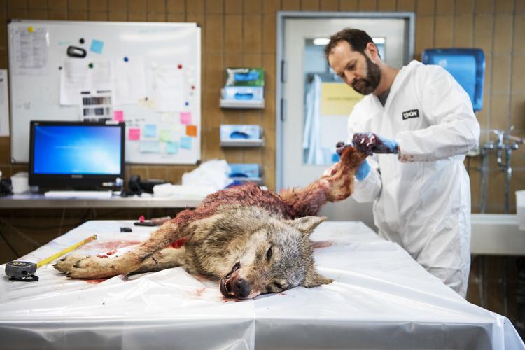 Ulven blev undersøgt på DTU Veterinærinstitut i København efter at den var blevet skudt.  Foto: Gregers Tycho/RITZAU