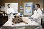 Efter at ulven blev skudt sidste år blev den sendt til undersøgelse på DTU Veterinærinstitut i København. Foto: Gregers Tycho/RITZAU