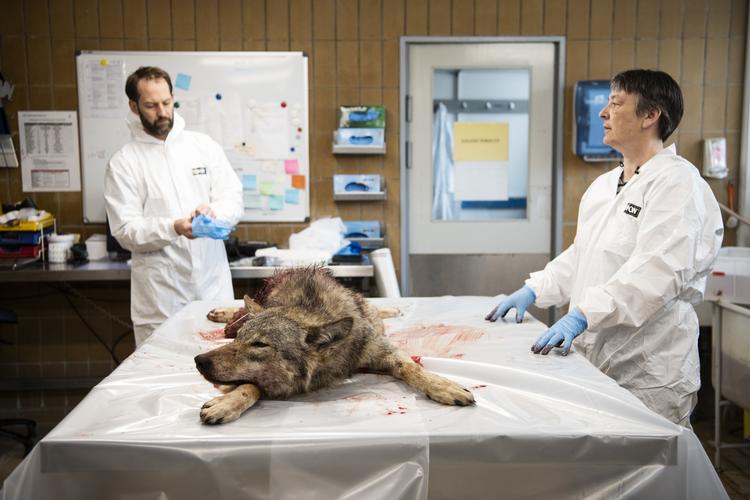 Efter at ulven blev skudt sidste år blev den sendt til undersøgelse på DTU Veterinærinstitut i København. Foto: Gregers Tycho/RITZAU