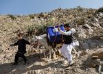 Afghaner forsøger at styre sit æsel, læsset med stemmebokse på valg ud til et afsides valgsted.
   Foto: Mohammad Ismail/Ritzau Scanpix
